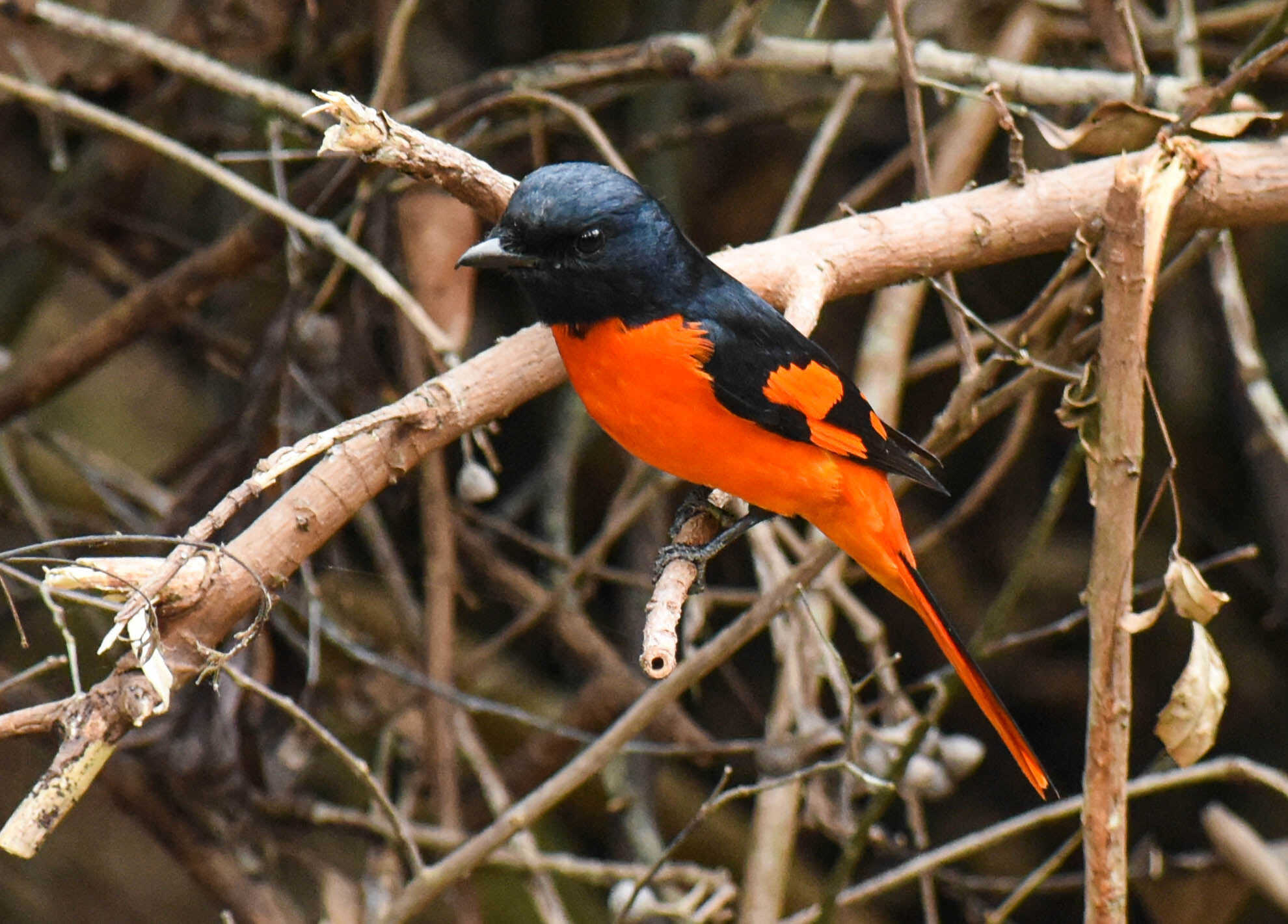 Scarlet Minivet (Pericrocotus speciosus)