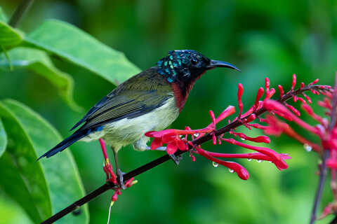 Croucher Ecology | Male Fork-tailed Sunbird (Aethopyga christinae)