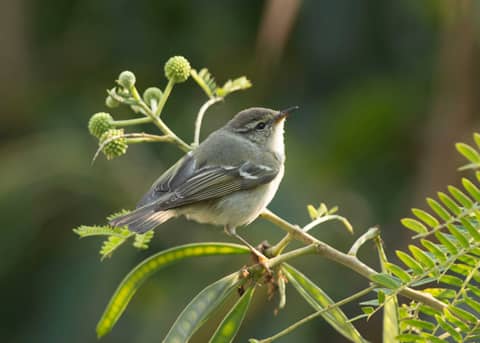 Croucher Ecology | Yellow-browed Warbler (Phylloscopus fuscatus)