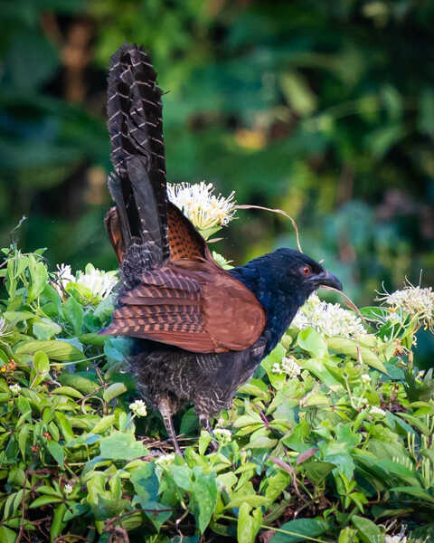 Croucher Ecology | Greater Coucal (Centropus sinensis)