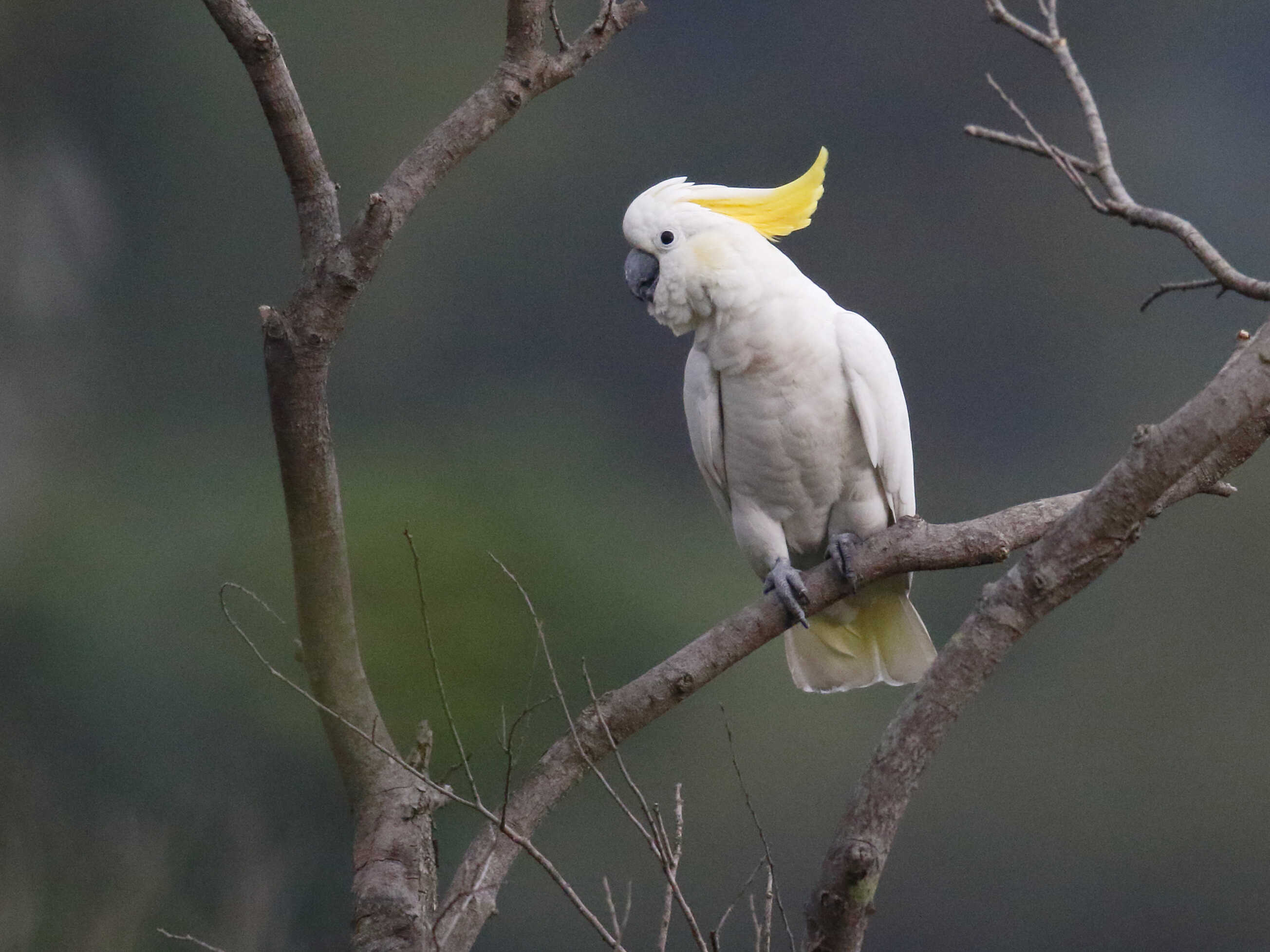 Croucher Ecology | Endangered Cockatoos