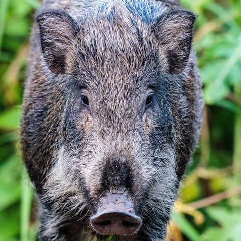 Croucher Ecology | F. Wild Boar (Sus scrofa)