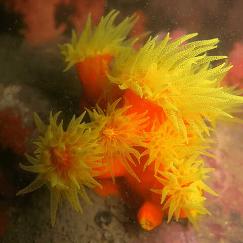 Croucher Ecology | Ahermatypic coral (Dendrophyllia arbuscula). Photo: Apple Chui
