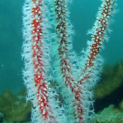 Croucher Ecology | Gorgonian (Menella sp). Photo: Apple Chui