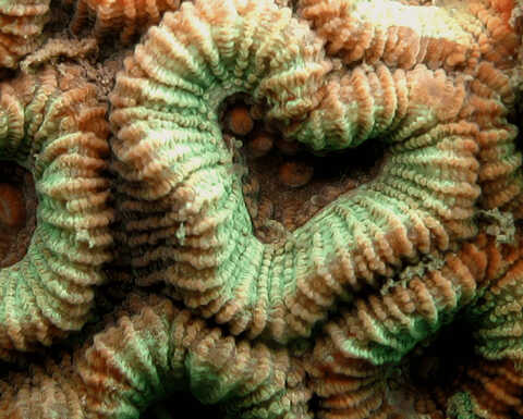 Croucher Ecology | Moon coral (Dipsastraea favus). Photo: Apple Chui