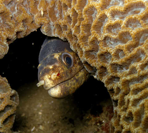 Croucher Ecology | Brain coral (Platygyra acuta) and Reeve’s Moray (Gymnothorax reevesii). Photo: Apple Chui