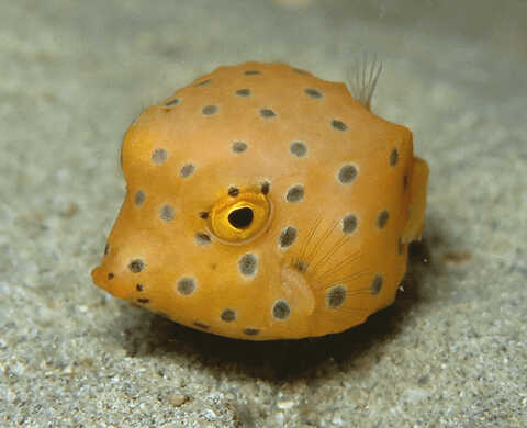 Croucher Ecology | Yellow Boxfish (Ostracion cubicus). Photo: Apple Chui