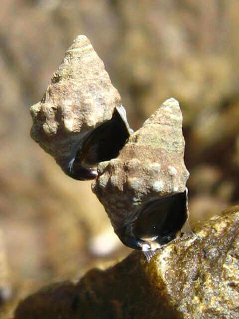 Croucher Ecology | Individuals snails (Echinolittorina malaccana) form a tower to escape from the hot rock surface. Photo: Gray A Williams
