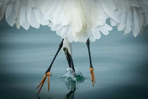 Croucher Ecology | Little Egret (Egretta garzetta). Photo: Pete Kline