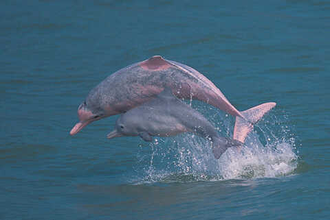 Croucher Ecology | Indo-Pacific Humpback Dolphins (Sousa chinensis), popularly known as 
                          Chinese White Dolphins. Photo: Hong Kong Dolphin Conservation Society