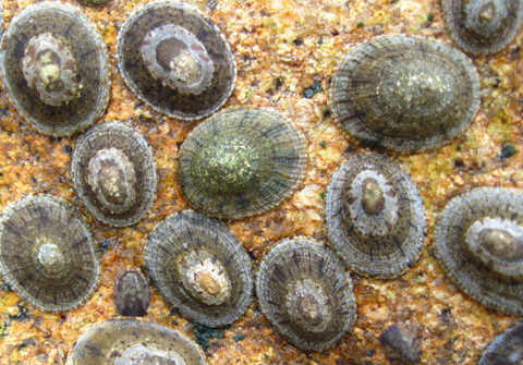 Croucher Ecology | Limpets (Cellana grata) ​are often seen on exposed shores in Hong Kong. Photo: Gray A Williams