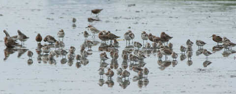 Croucher Ecology | Common Greenshank, Eurasian Curlew, Greater Sand Plover,
                    Curlew Sandpiper, and Red-necked Stint gather on the Inner
                    Deep Bay mudflats