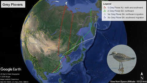 Croucher Ecology | Satellite tracking routes of grey plovers (Pluvialis squatarola) AU, BD, and BA