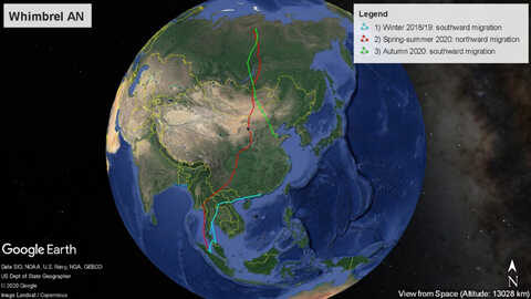 Croucher Ecology | Flight paths of young Whimbrel AN