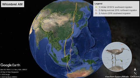 Croucher Ecology | Route of AM, a Whimbrel (Numenius phaeopus) that left Mai Po in October 2018 and returned in September 2019