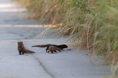 Croucher Ecology | Small Asian Mongoose