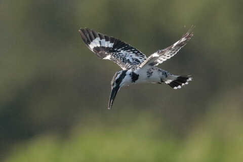 Croucher Ecology | Pied Kingfisher