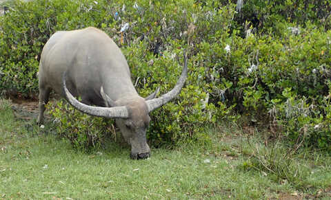 Croucher Ecology | A Water Buffalo (Bubalus bubalis) helps to manage the vegetation (Avicennia marina) at 
                            Shui Hau on Lantau