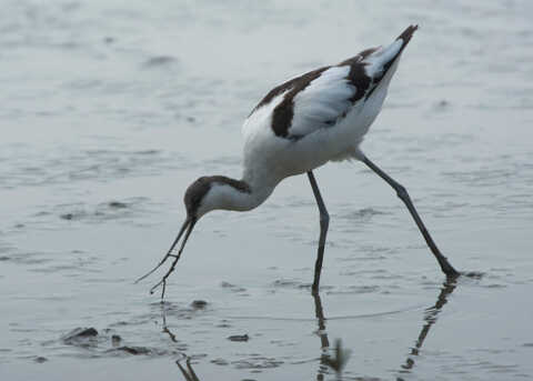 Croucher Ecology | Pied Avocet (Recurvirostra avosetta)