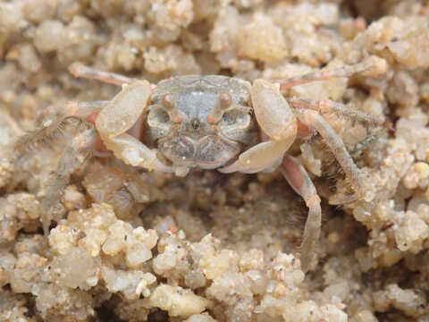 Croucher Ecology | Sand Bubbler Crab (Scopimera intermedia)