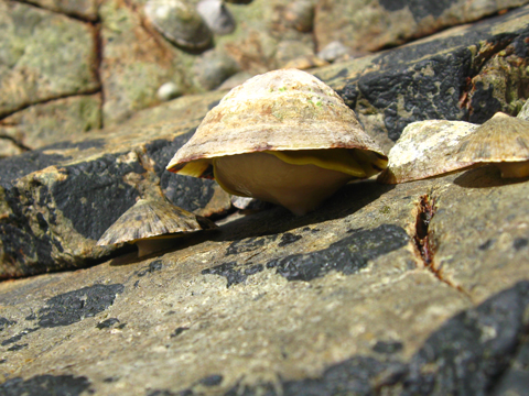Croucher Ecology | The limpet Cellana grata lifts itself off the rock surface by its foot, like a mushroom, to minimise contact with the hot surface