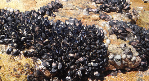 Croucher Ecology | At Shek O, summer heat stress has killed these mussels, leaving their open shells
