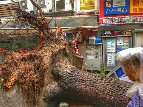 Croucher Ecology | Uprooted tree lies across a street in Tai Po town centre