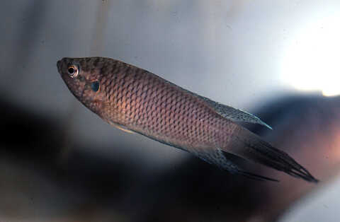 Croucher Ecology | Hong Kong Paradise Fish: (Macropodus hongkongensis)