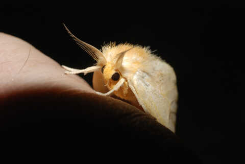 Croucher Ecology | Banyan Tussock Moth (Perina nuda)