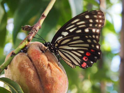 Croucher Ecology | Red Ring Skirt Butterfly(Hestina assimilis).