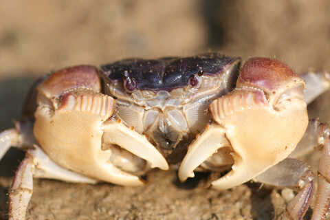 Croucher Ecology | Sarmatium germaini: Researchers have identified 52 species of brachyuran crabs in Hong Kong, one of the highest diversities of mangrove crabs in the world.