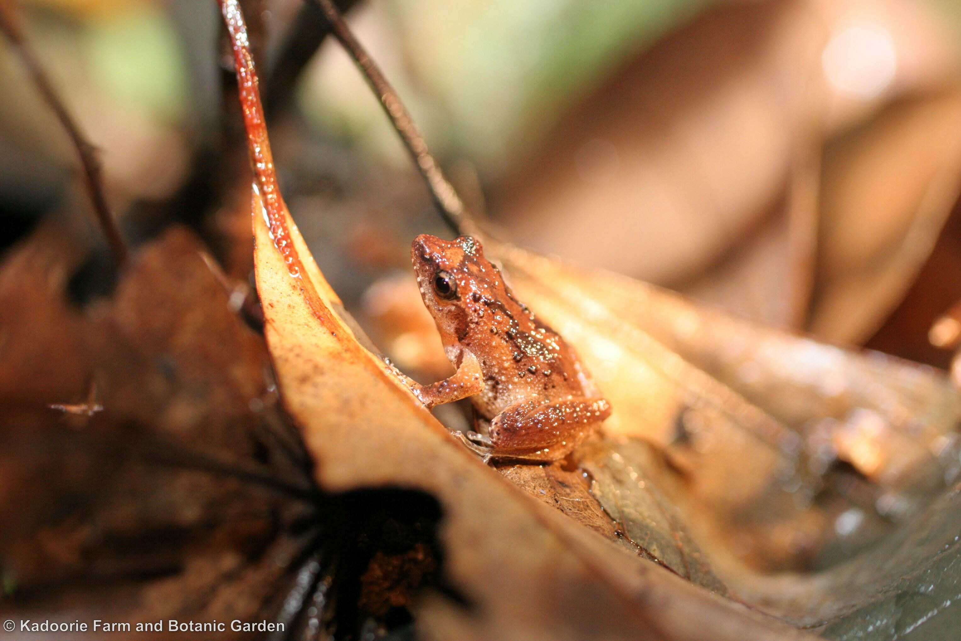 Croucher Ecology | Romer's Tree Frog