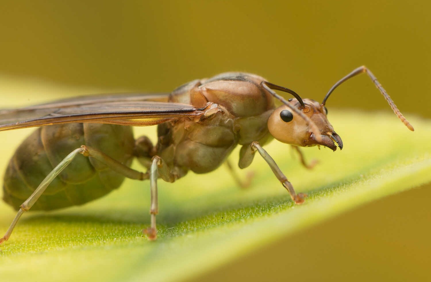 Croucher Ecology | Weaver Ant