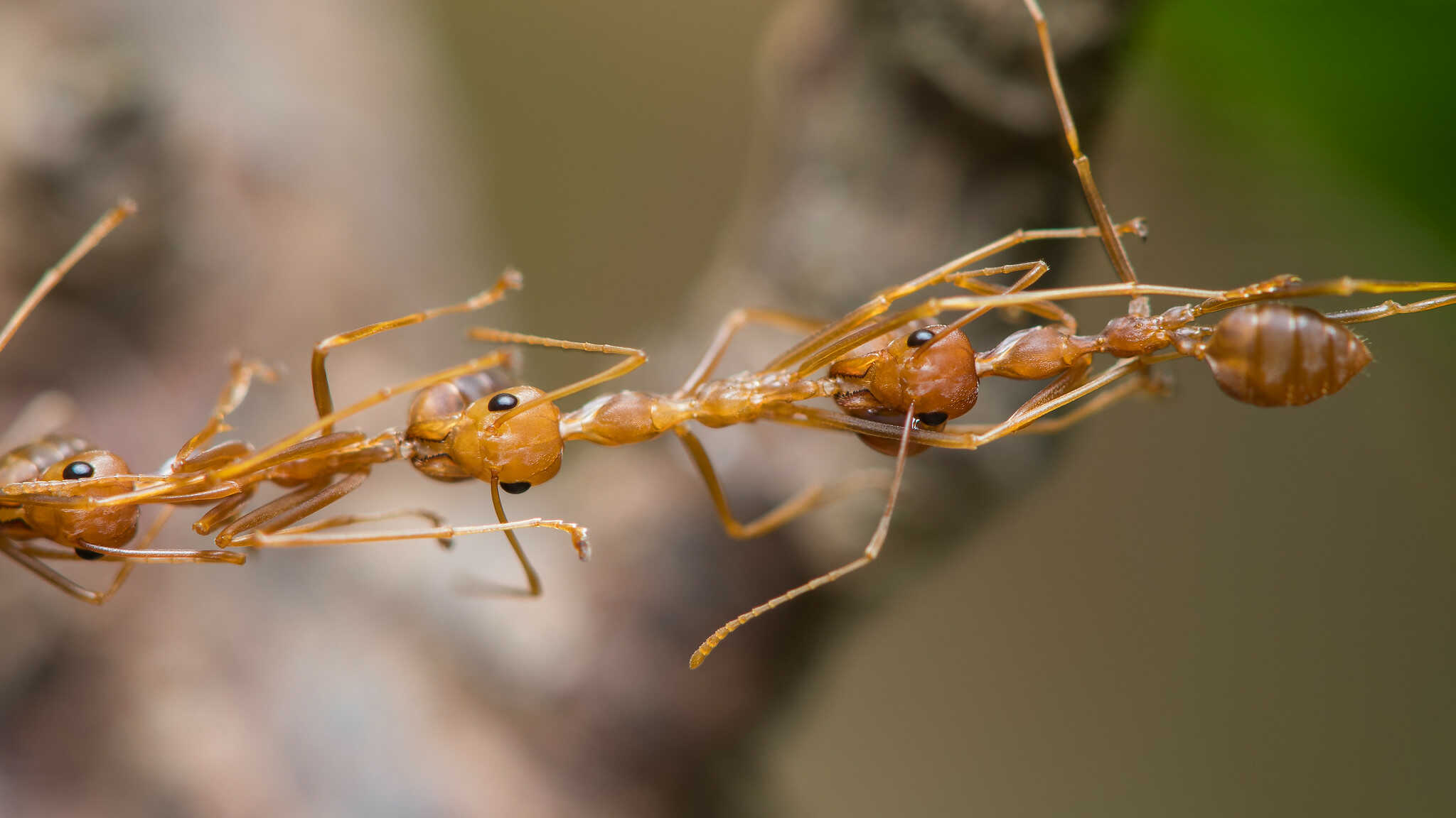 Croucher Ecology | Weaver Ant