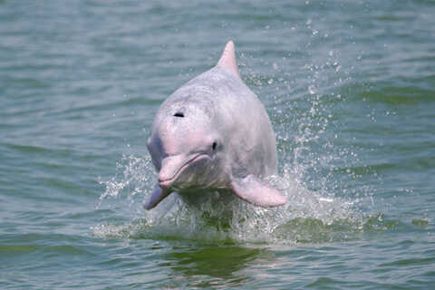 Croucher Ecology | A recent study has shown that around 370 dolphins rely on the coastal habitats of 
                            western Hong Kong for their daily lives. Photo: Stephen C Y Chan/Cetacea Research Institute