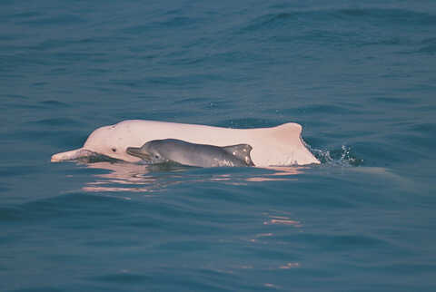 Croucher Ecology | Chinese White Dolphins change colour dramatically from calf to adult. Photo: 
                            Hong Kong Dolphin Conservation Society
