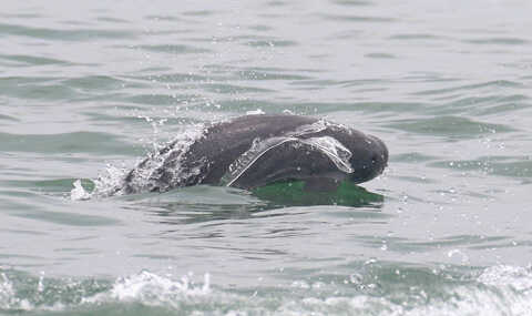 Croucher Ecology | The mysterious Finless Porpoise (Neophocaena phocaenoides): fast-moving, 
                            elusive, and hard to capture on camera. Photo: Stephen C Y Chan, Cetacea Research 
                            Institute