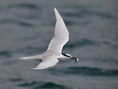 Croucher Ecology | Successful catch for a Black-naped Tern