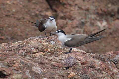 Croucher Ecology | Bridled Terns (Onychoprion anaethetus)