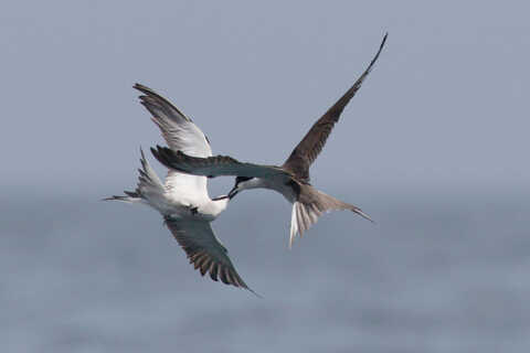 Croucher Ecology | Bridled Terns’ courtship aerobatics