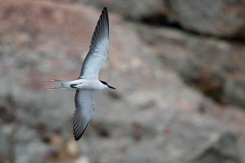 Croucher Ecology | Flyby by Bridled Tern