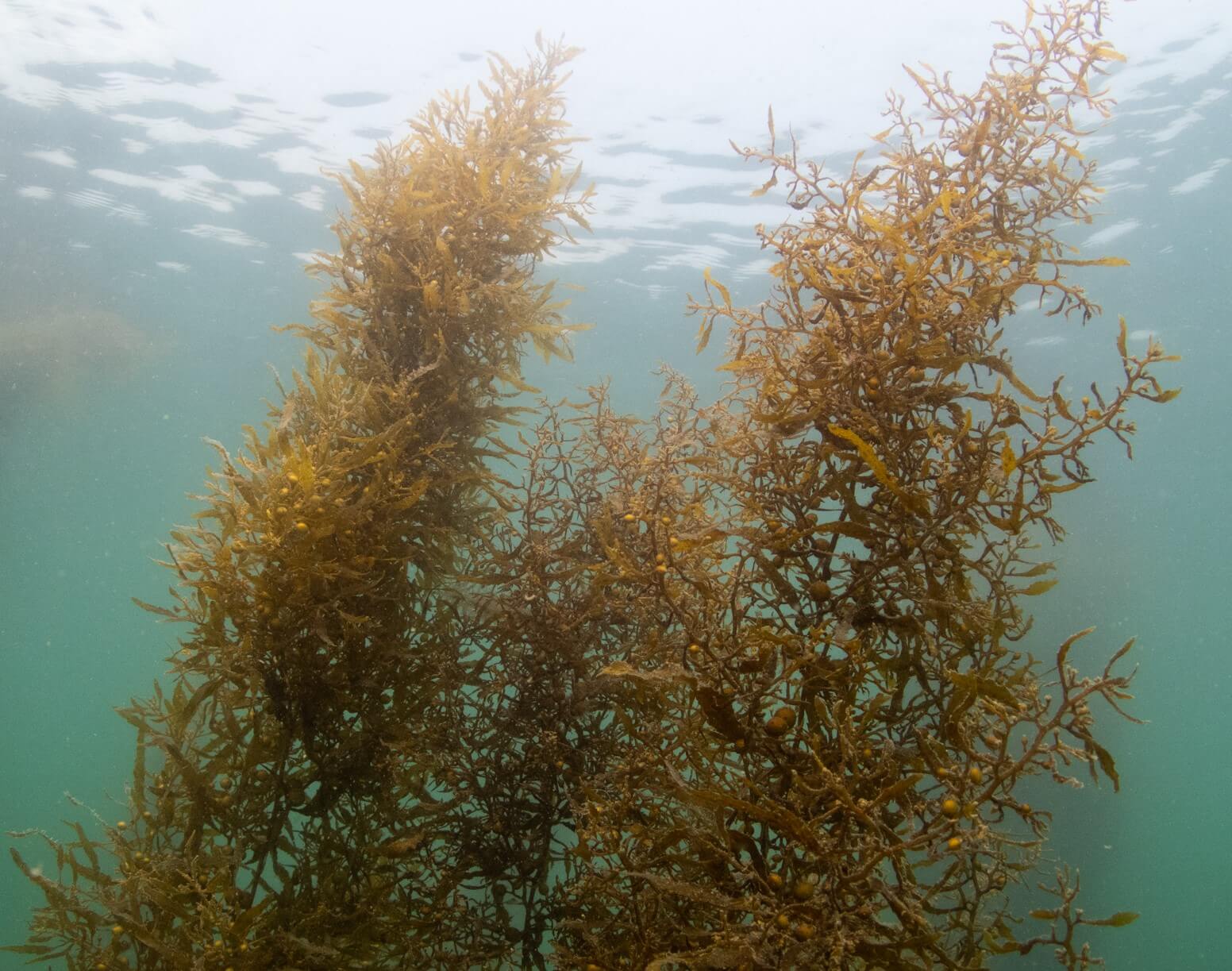 Croucher Ecology | Sargassum may grow into forests beneath the waves